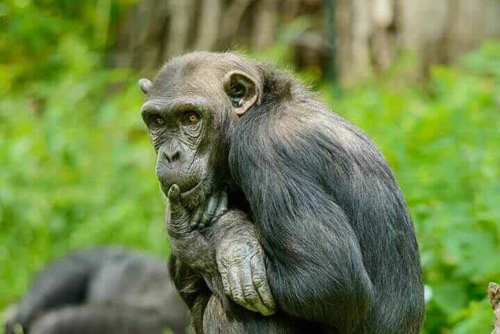 Chimpanzee close up photo